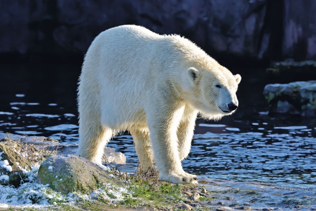 Welttag des Eisbären in der ZOOM Erlebniswelt Gelsenkirchen