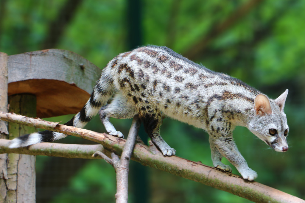 Neu in der ZOOM Erlebniswelt: Kleinfleck-Ginsterkatzen