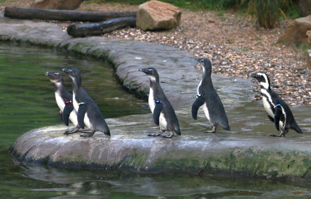 ZOOM Erlebniswelt Gelsenkirchen: STEAG Fernwärme Pinguin Bay bekommt weitere Pinguine