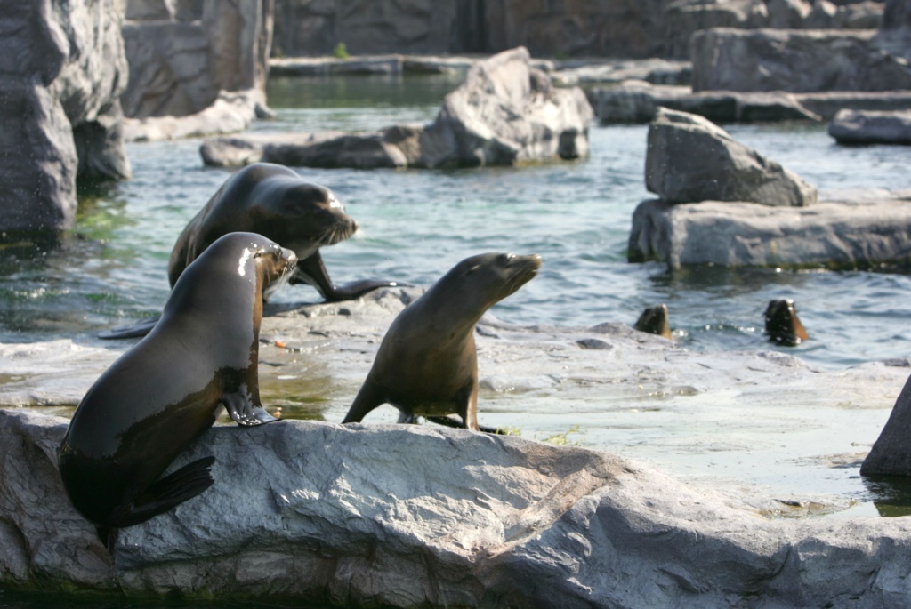 Seelöwenaustausch in der ZOOM Erlebniswelt