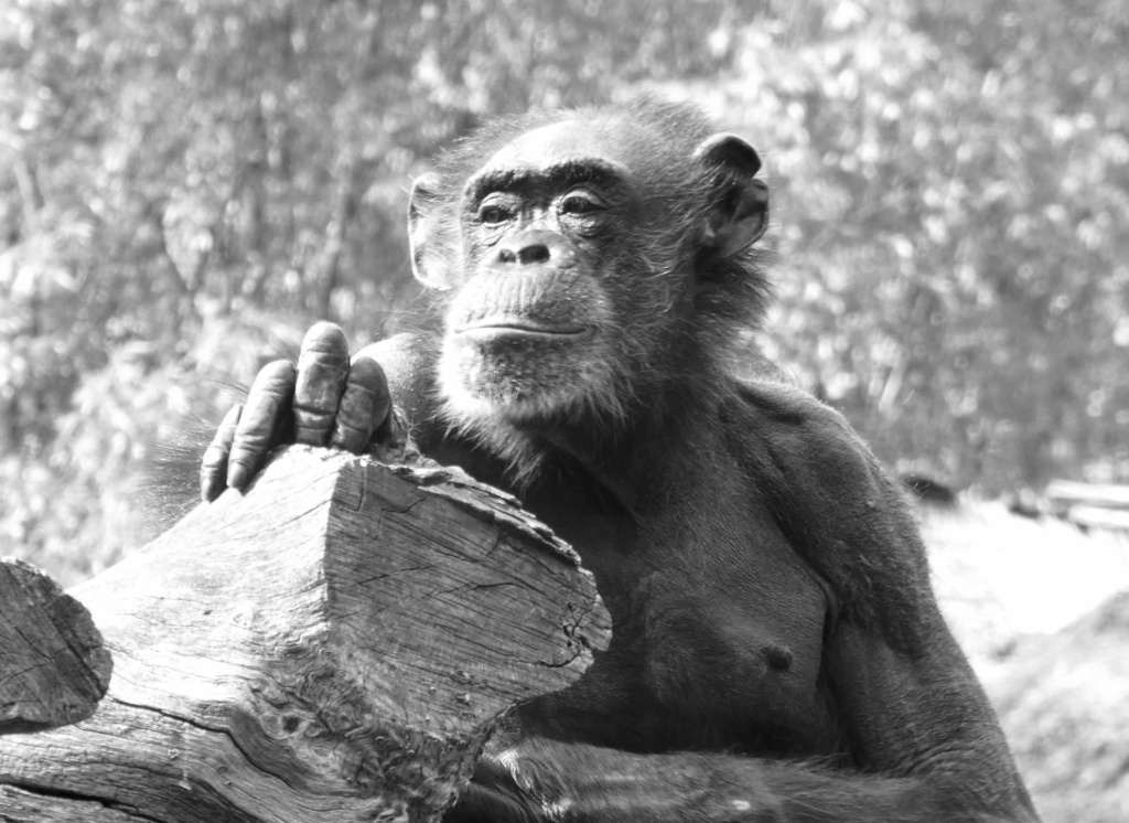 ZOOM Erlebniswelt Gelsenkirchen: Älteste Schimpansin stirbt in hohem Alter
