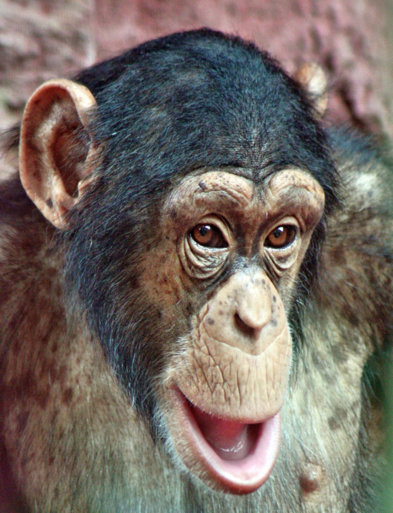 ZOOM Erlebniswelt Gelsenkirchen: Schimpanse King zieht in die Schweiz