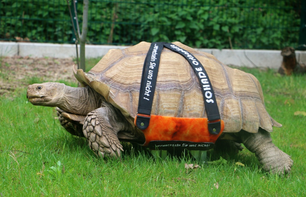 Schildkröte Helmuth testet erfolgreich Outdoor-Gehilfe