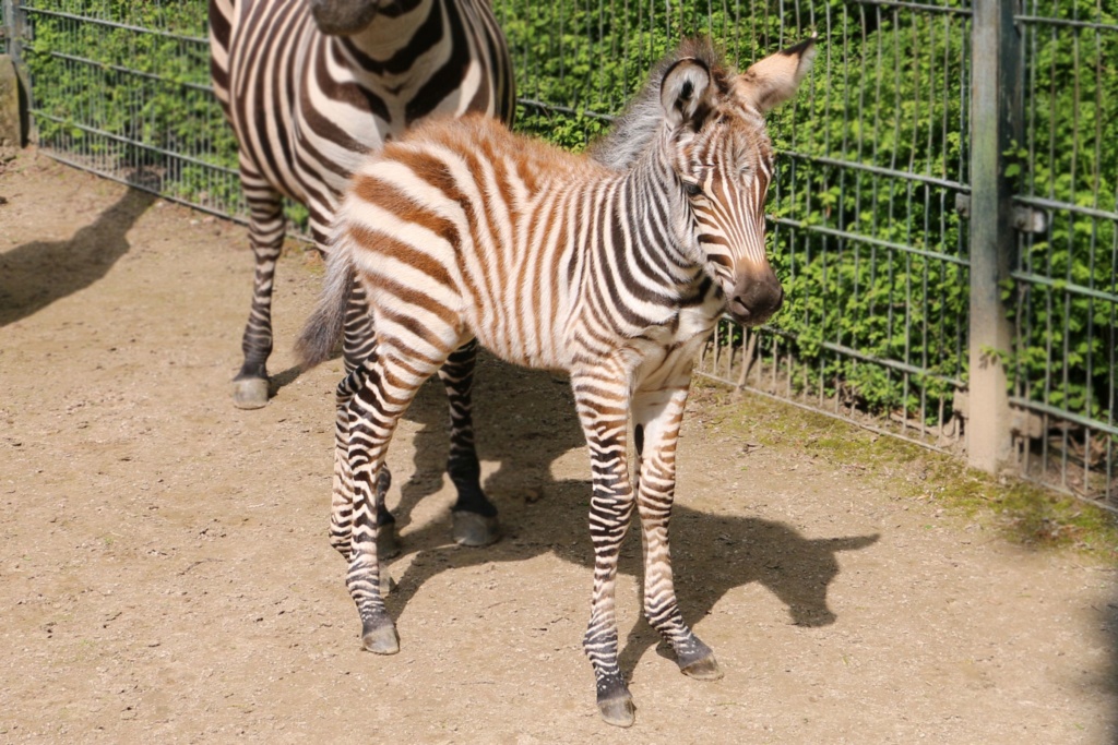 Zebrafohlen in der ZOOM Erlebniswelt geboren