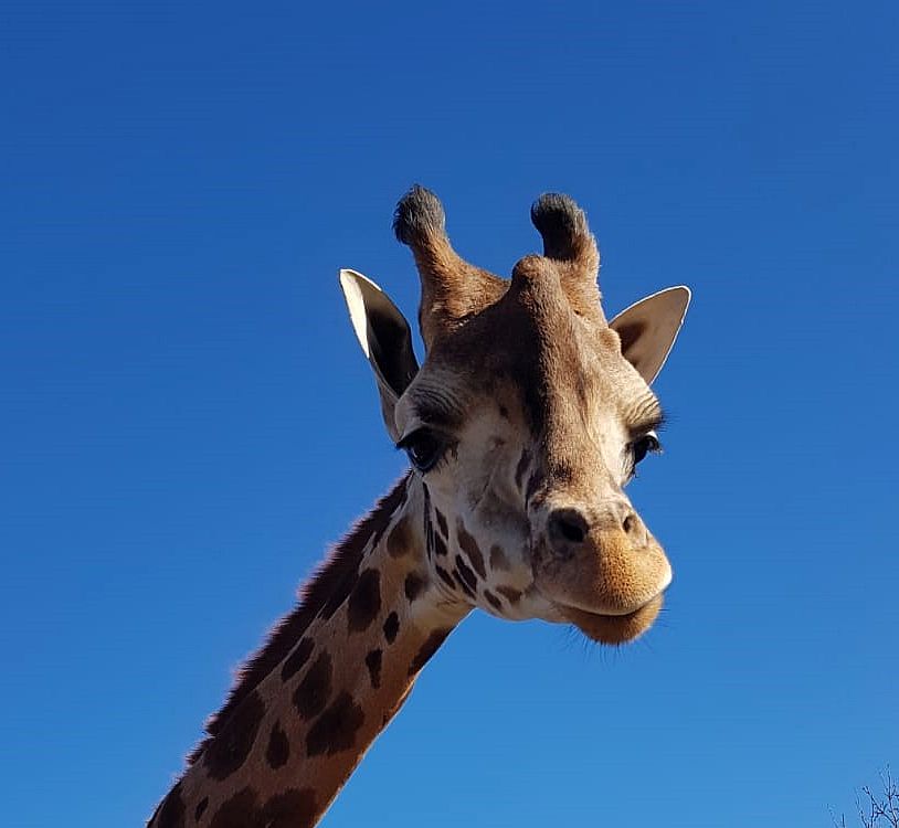 Giraffe George verlässt ZOOM Erlebniswelt Gelsenkirchen