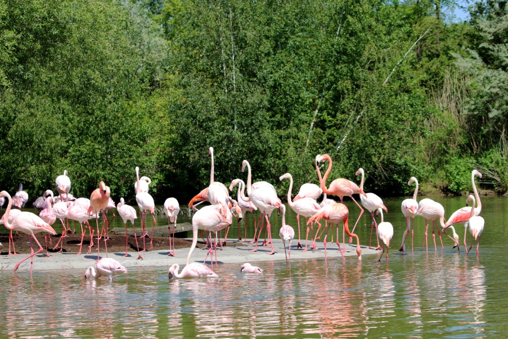 ZOOM Erlebniswelt Gelsenkirchen: Flamingos wieder draußen