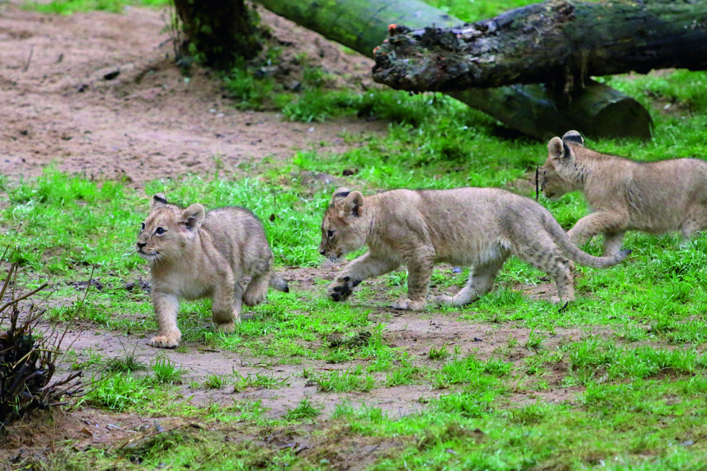 ZOOM Erlebniswelt: Löwennachwuchs zum ersten Mal draußen