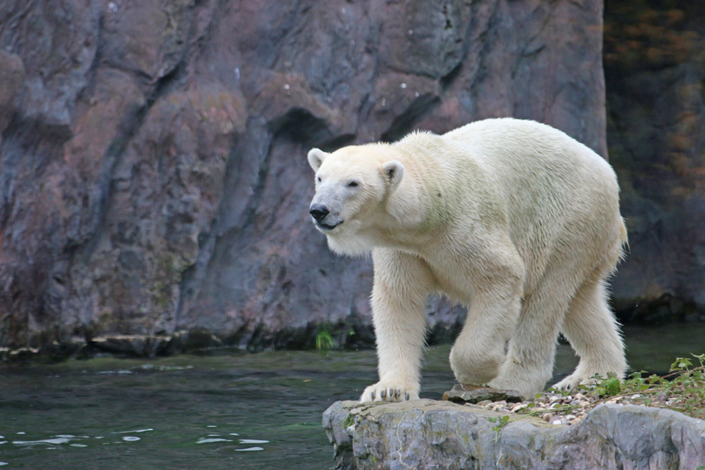 ZOOM Erlebniswelt Gelsenkirchen: Eisbärnachwuchs ist leider gestorben