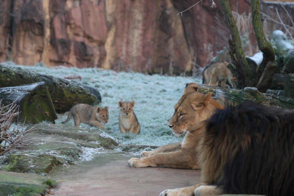 ZOOM Erlebniswelt: Löwe Bantu ab jetzt zusammen mit Jungtieren