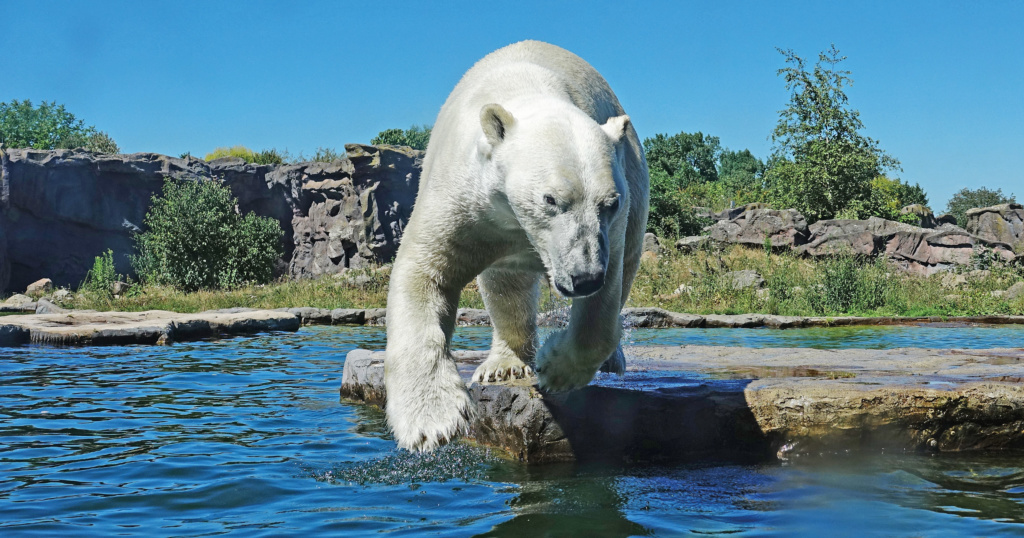 Welttag des Eisbären in der ZOOM Erlebniswelt