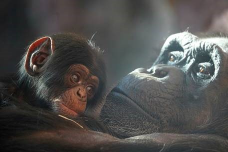 ZOOM Erlebniswelt: Schimpansenjungtier ist ein Männchen